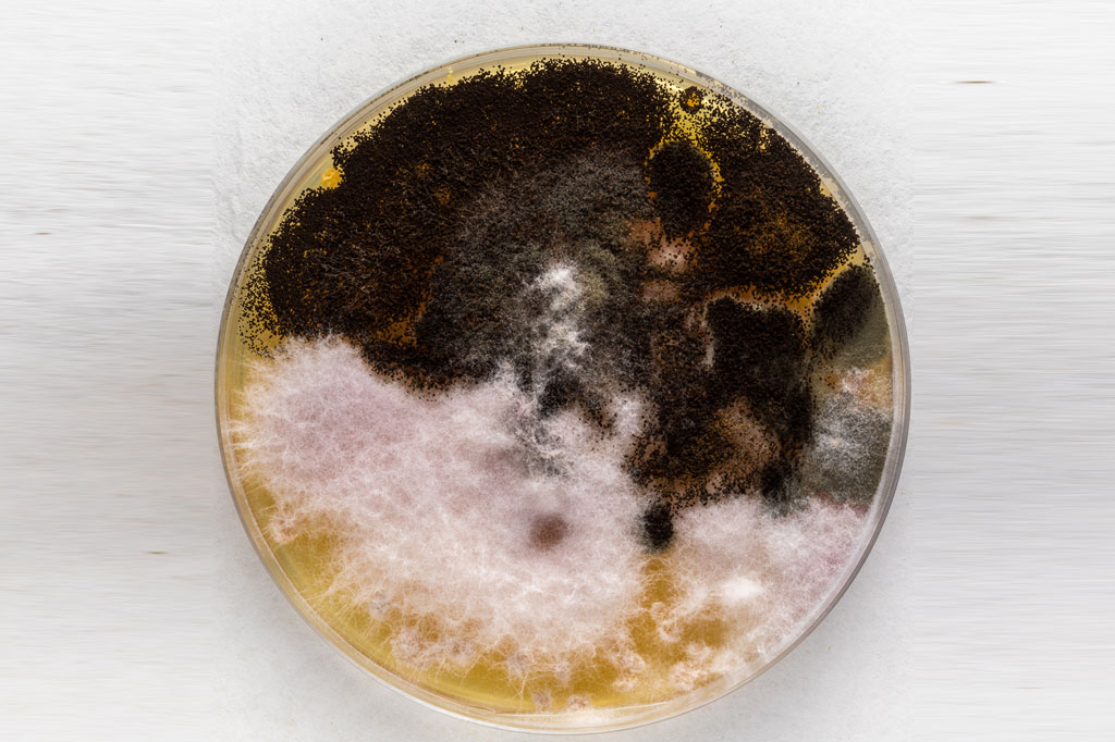 Плесневый грибок аспергилл: почему появляется и какую опасность представляет?